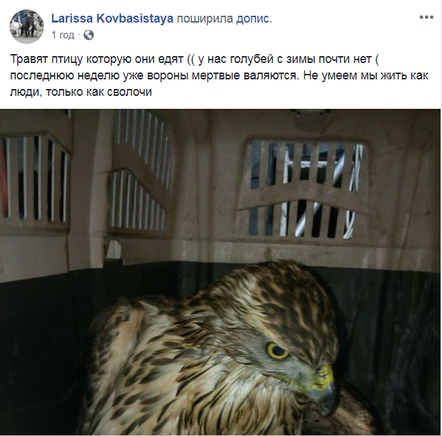 "Як сволота": у Києві почали підле полювання на хижих птахів