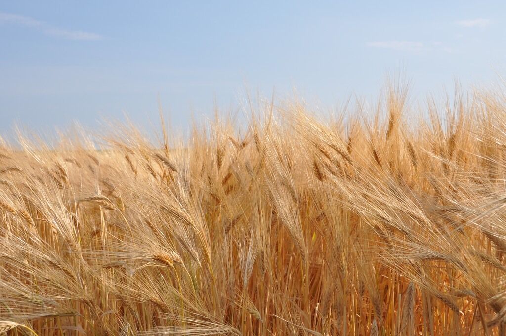 В Ukrlandfarming похвастались хорошим урожаем зерновых