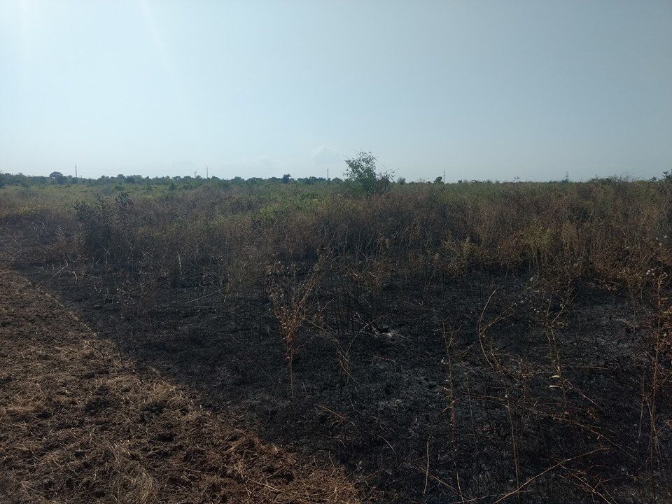 Поджог виноградников под Одессой: опубликованы разоблачающие фото