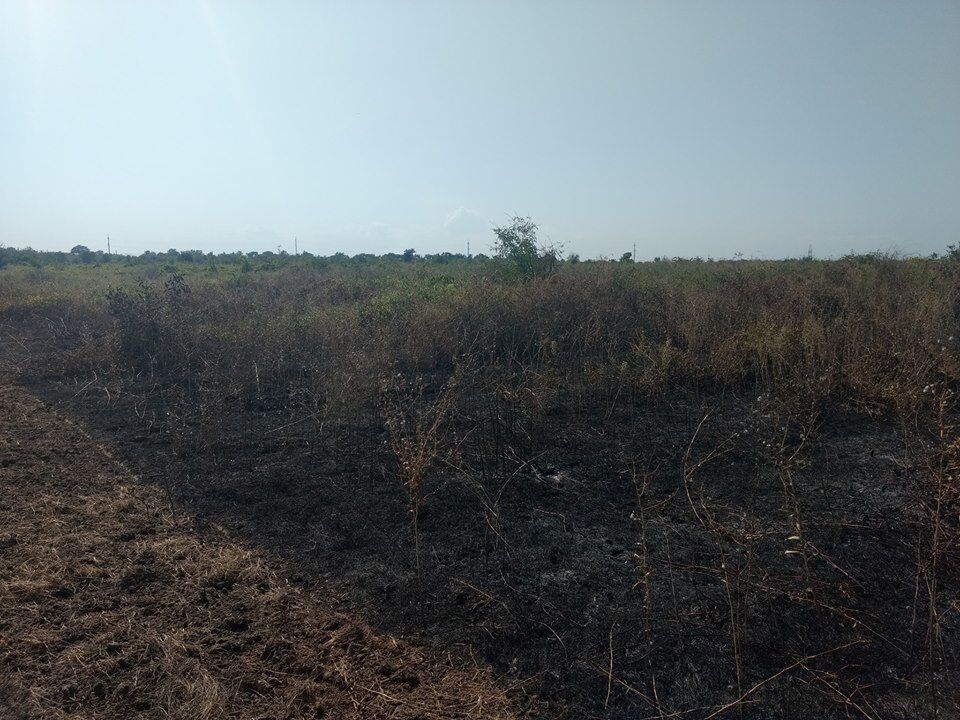 Підпал виноградників під Одесою: опубліковані викривальні фото