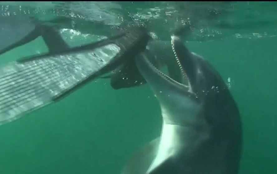 Хтивий дельфін накоїв лиха у Франції: що сталося