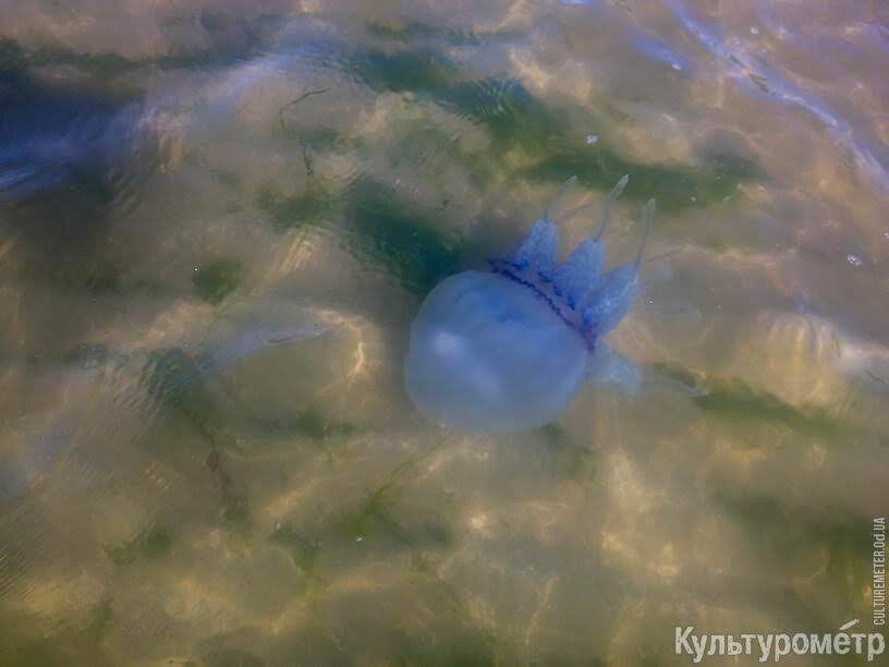 Огромные медузы замучили туристов в Одессе: фото пугающих созданий