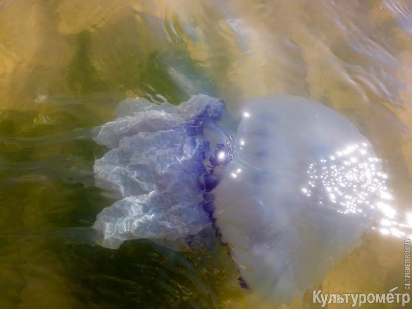 Огромные медузы замучили туристов в Одессе: фото пугающих созданий