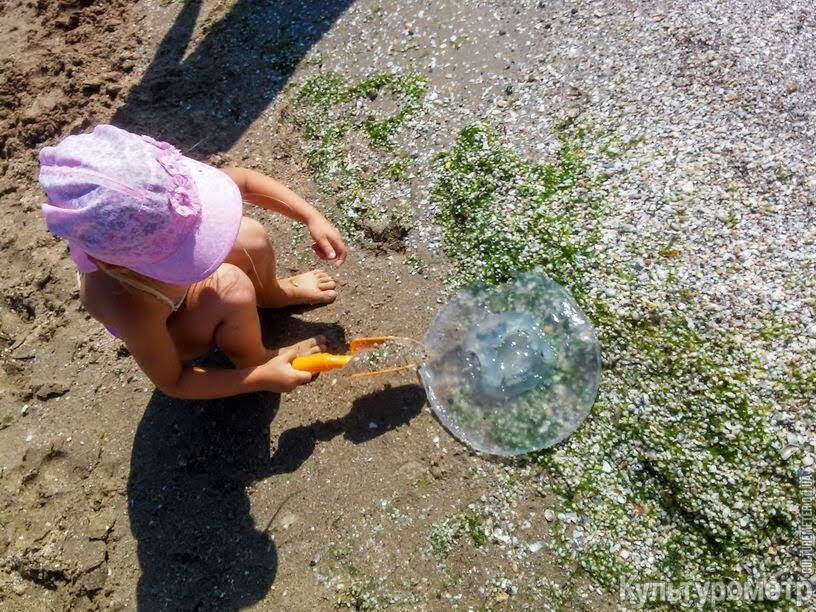 Величезні медузи замучили туристів в Одесі: фото лякаючих створінь