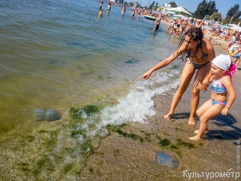 Величезні медузи замучили туристів в Одесі: фото лякаючих створінь