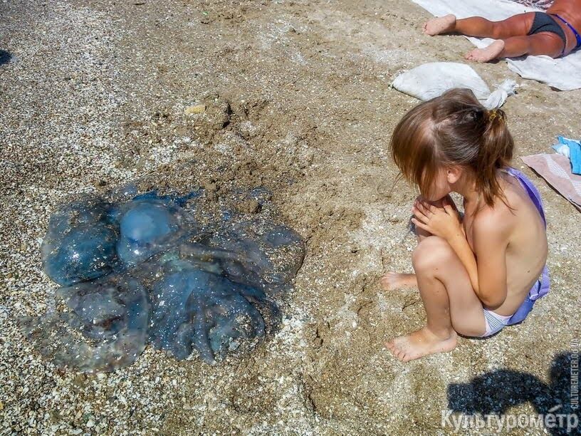 Величезні медузи замучили туристів в Одесі: фото лякаючих створінь