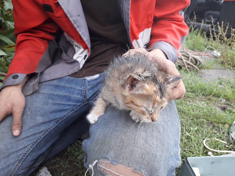 Відбійний молоток і снодійне: як у Києві рятують тварин