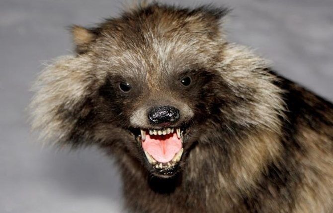 Окрестности Запорожья опасны бешенством среди собак и кошек