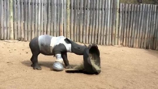 Спасенный носорог в сафари-парке