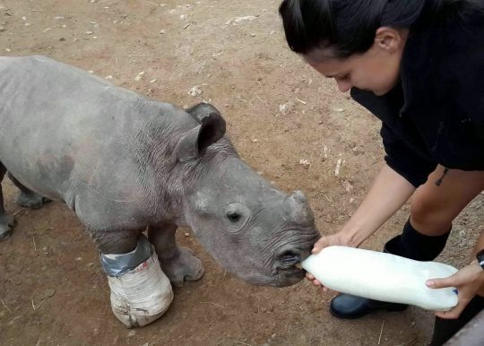 Спасенный носорог в сафари-парке