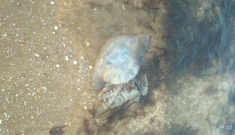 Водоросли и огромные медузы: появились новые фото с популярного в Украине пляжа