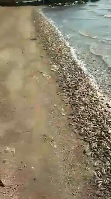 Курорт Украины засыпан мертвой рыбой: видеофакт