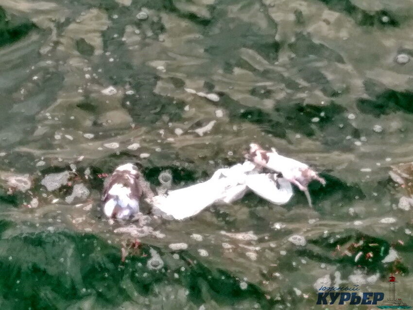 Пляж Одеси заполонили мертві пацюки. Фотофакт