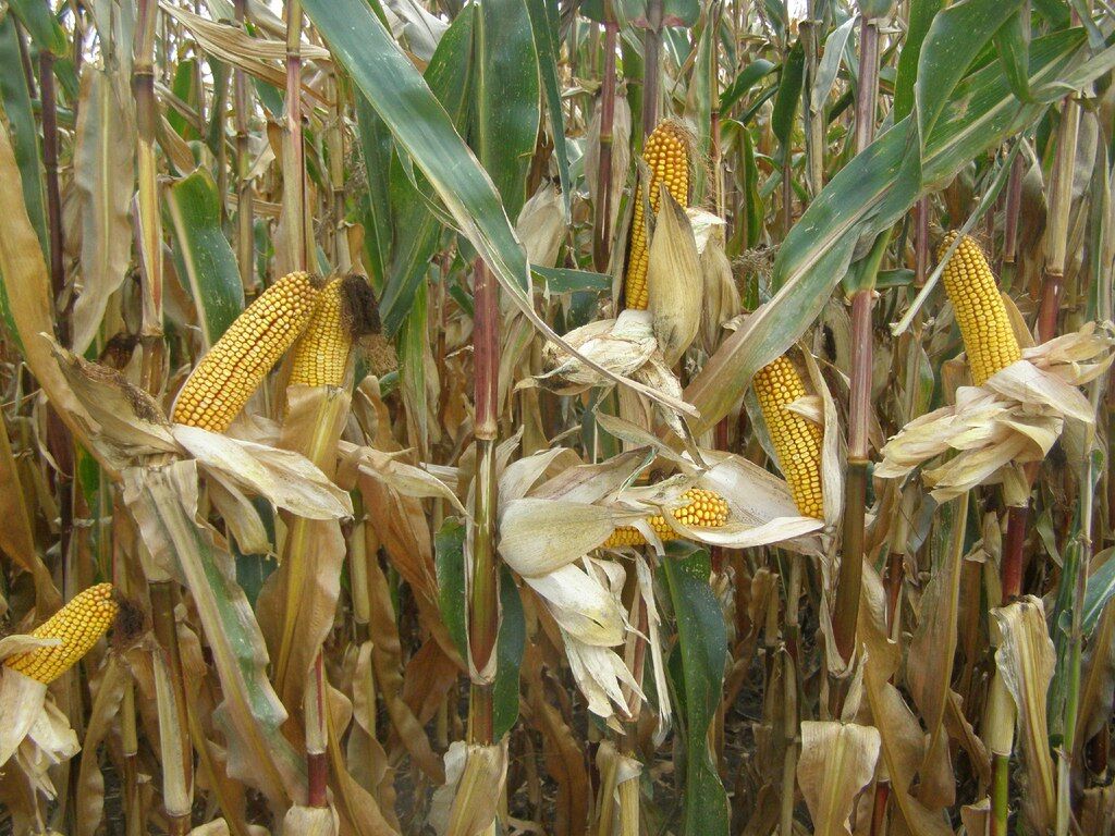 В "Укрлендфармінг" чекають зростання врожаю кукурудзи на 15%
