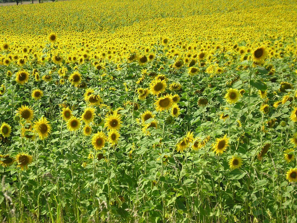 Збалансований підхід до сівозміни підвищив урожайність соняшнику "Укрлендфармінг"