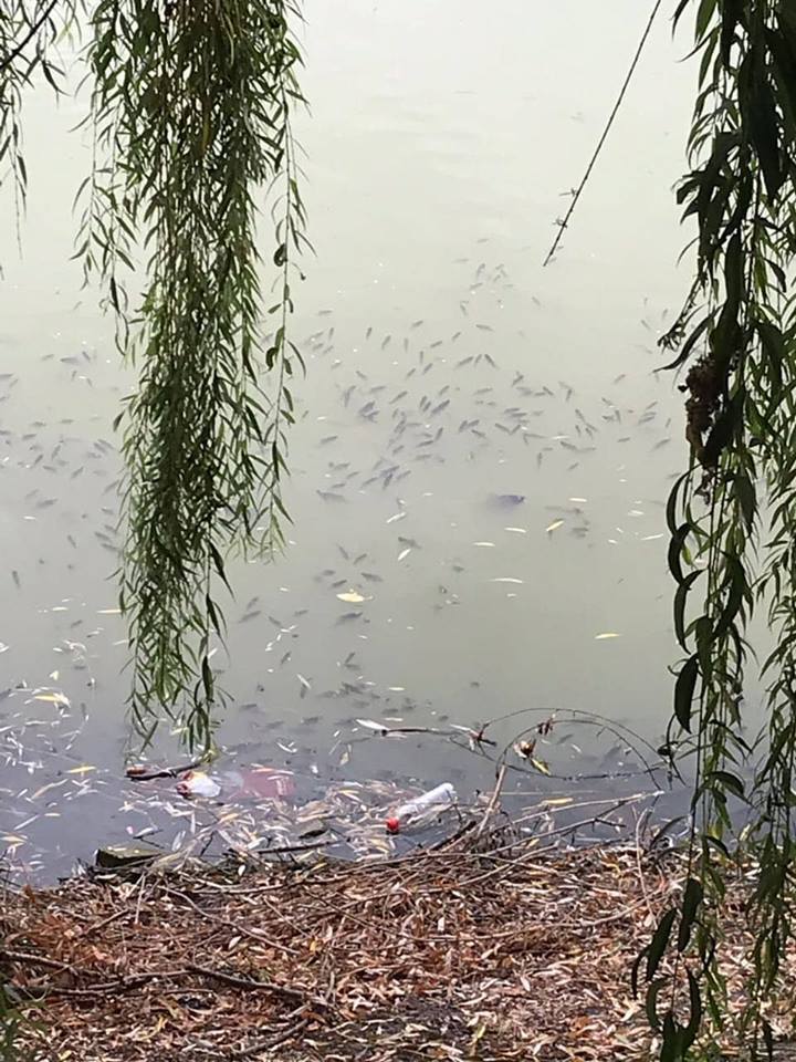 На озере в Киеве массово умерла рыба: что происходит
