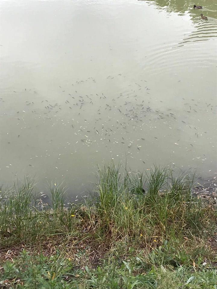 На озере в Киеве массово умерла рыба: что происходит