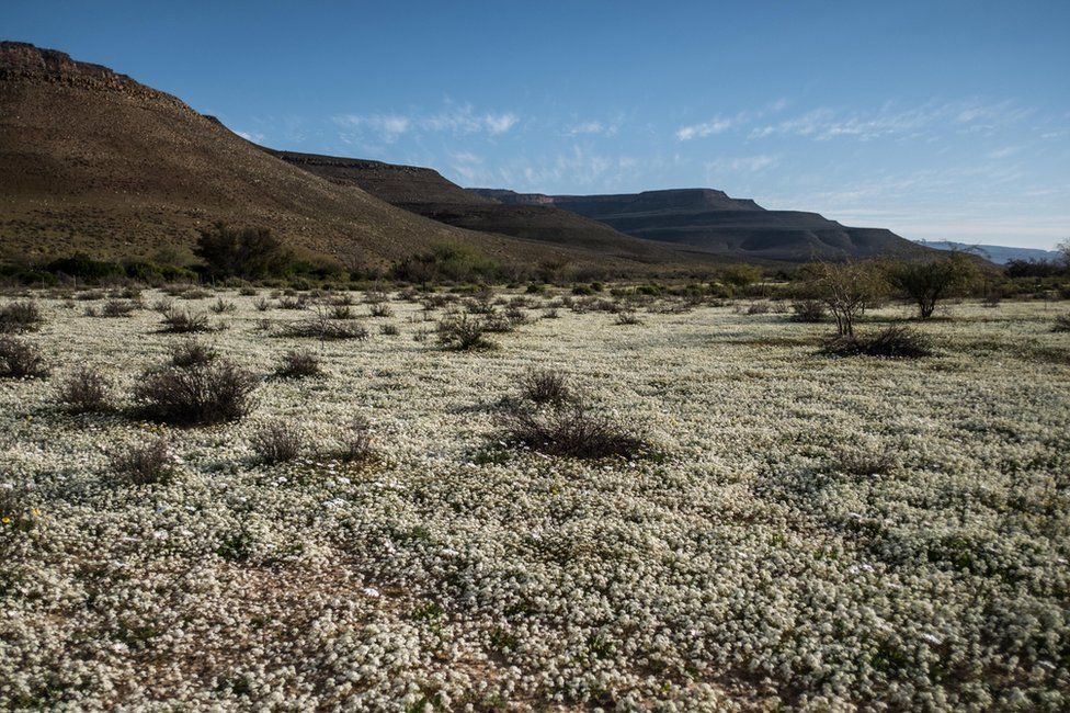 В Африке зацвела пустыня: опубликованы яркие фото