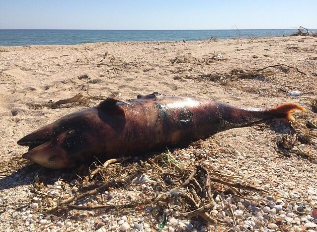 На запорожском курорте обнаружен мертвый дельфин на пляже (ФОТО)
