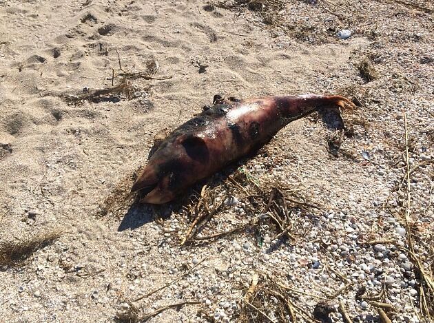На запорожском курорте обнаружен мертвый дельфин на пляже (ФОТО)
