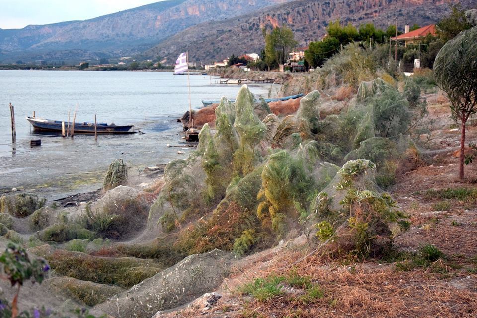 Полчища пауков захватили побережье в Греции: фотофакт