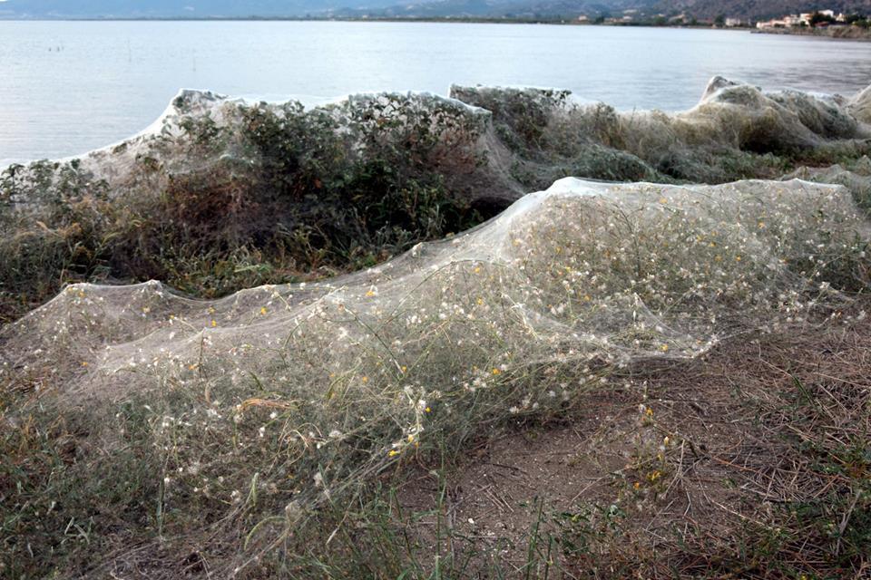 Полчища павуків захопили узбережжя в Греції: фотофакт