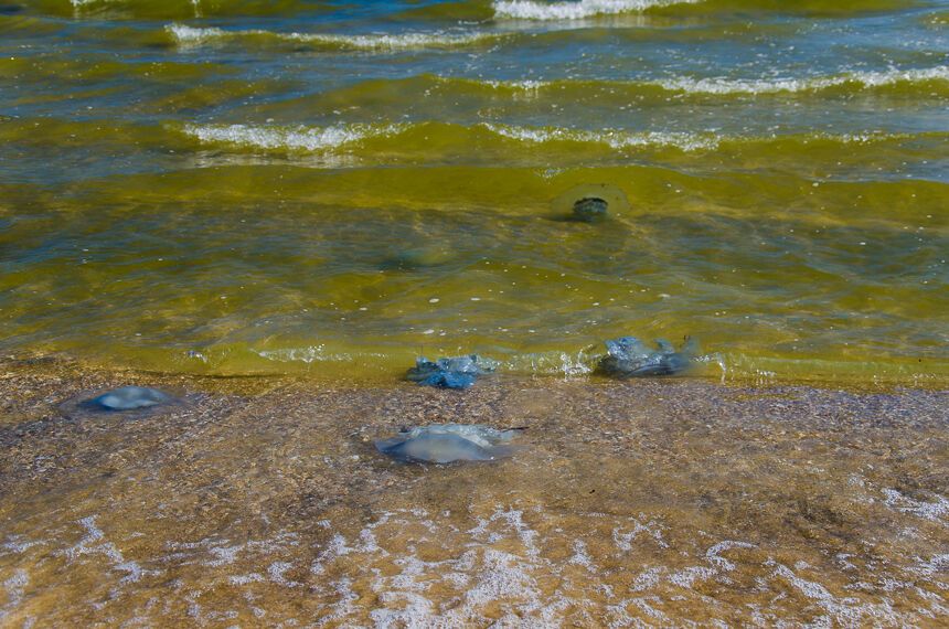 Пляжі Одеси заполонили гігантські медузи: з'явилися видовищні фото