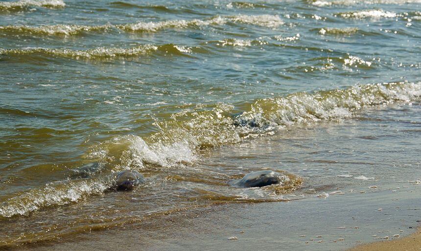 Пляжі Одеси заполонили гігантські медузи: з'явилися видовищні фото