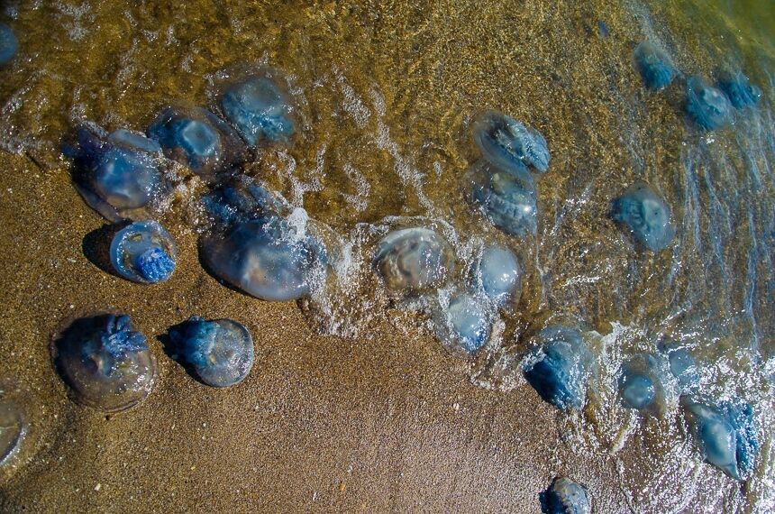 Пляжи Одессы заполонили гигантские медузы: появились зрелищные фото