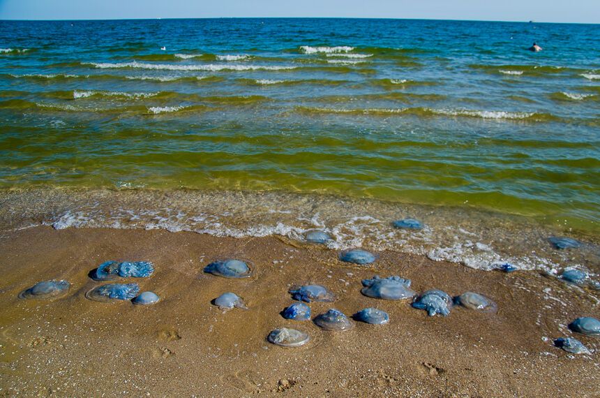 Пляжи Одессы заполонили гигантские медузы: появились зрелищные фото
