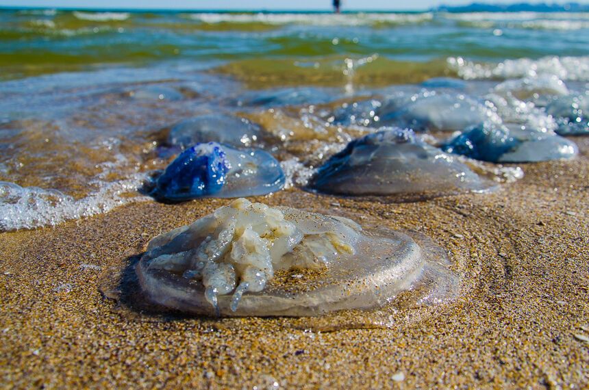 Пляжі Одеси заполонили гігантські медузи: з'явилися видовищні фото