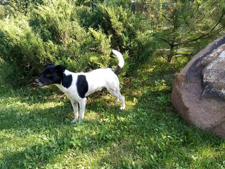 Друг безкоштовно: 4 собаки Дніпра, які шукають дім
