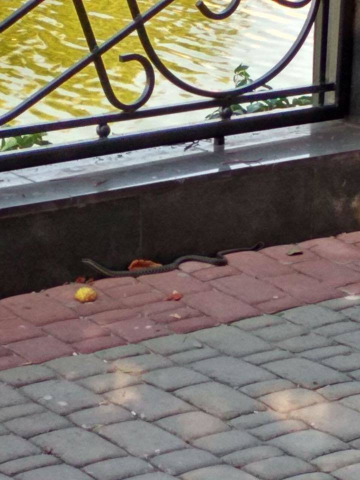 На улице Харькова заметили опасную змею: фото