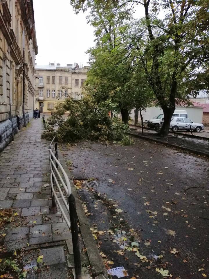 Пробки и упавшие деревья: появились фото последствий грозы во Львове
