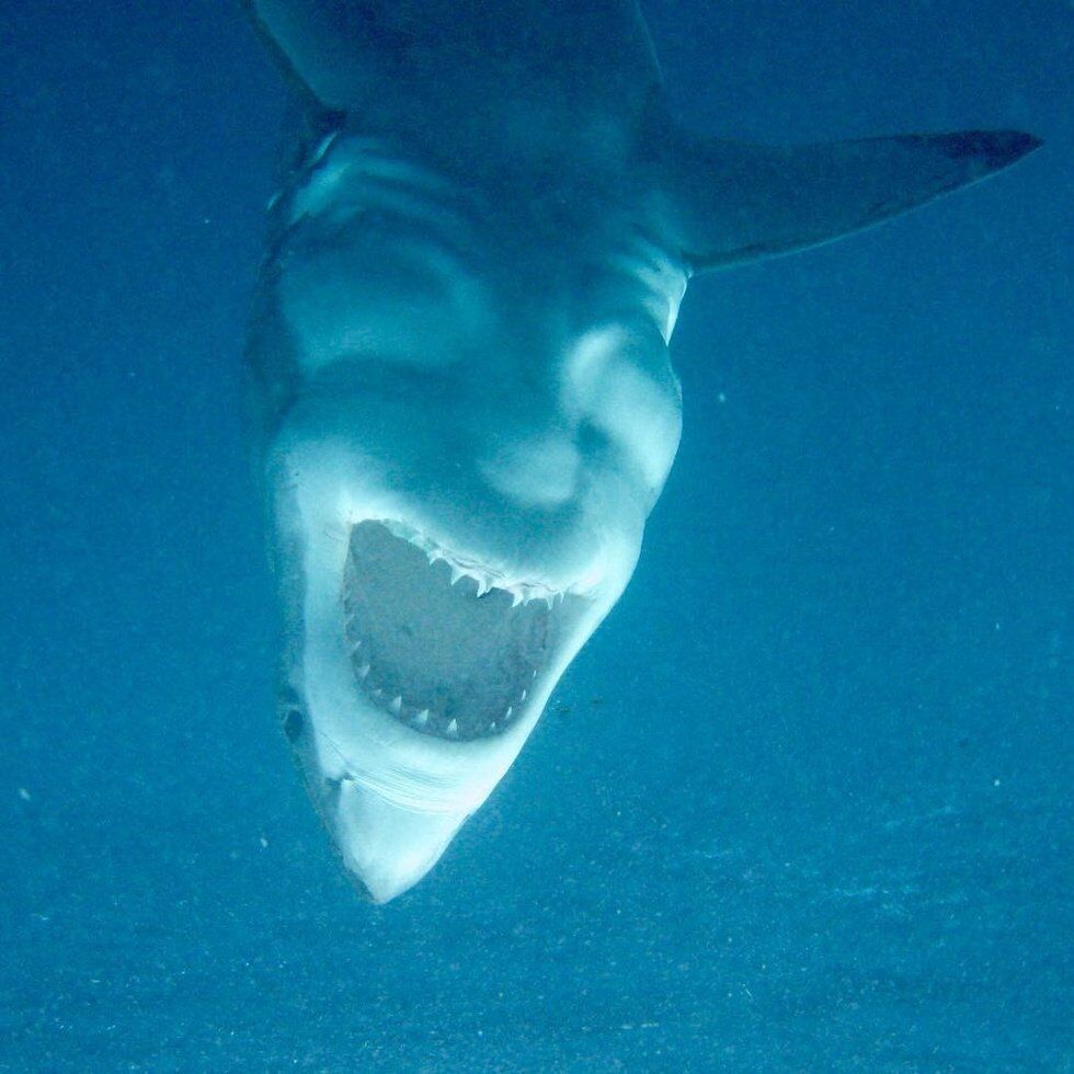Акула-сатана: австралійські дайвери зняли моторошне фото риби