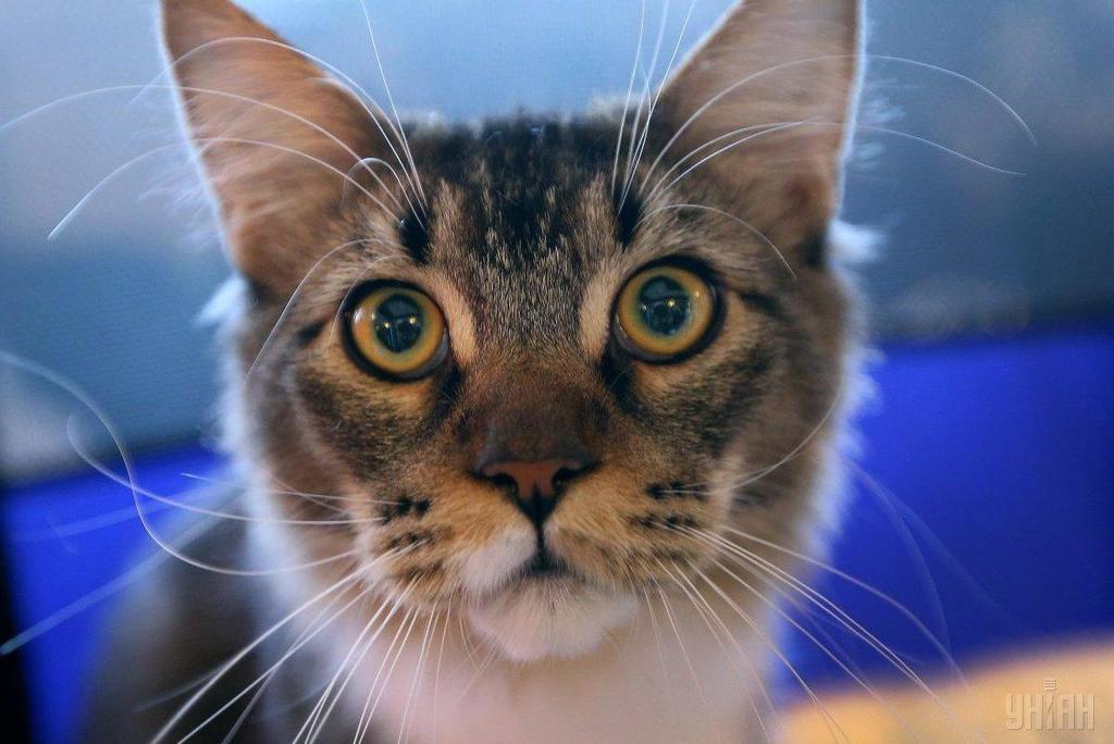 Гигантский кот покорил посетителей выставки во Львове