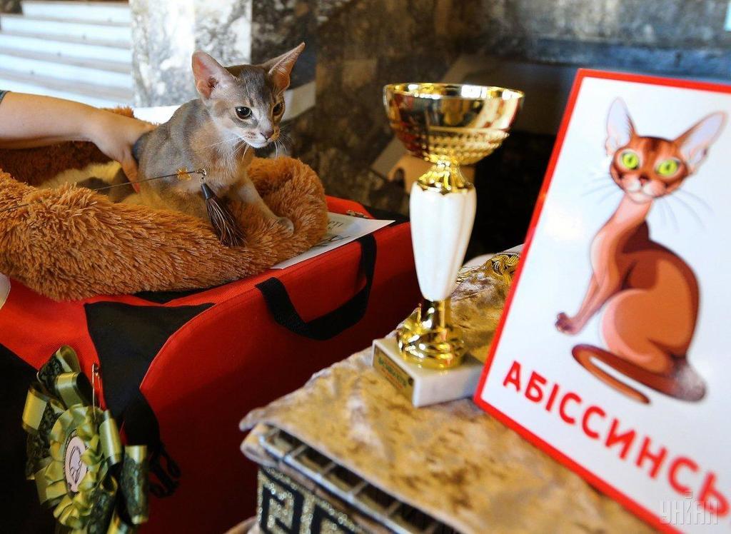 Гігантський кіт підкорив відвідувачів виставки у Львові