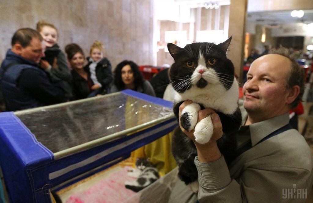 Гігантський кіт підкорив відвідувачів виставки у Львові