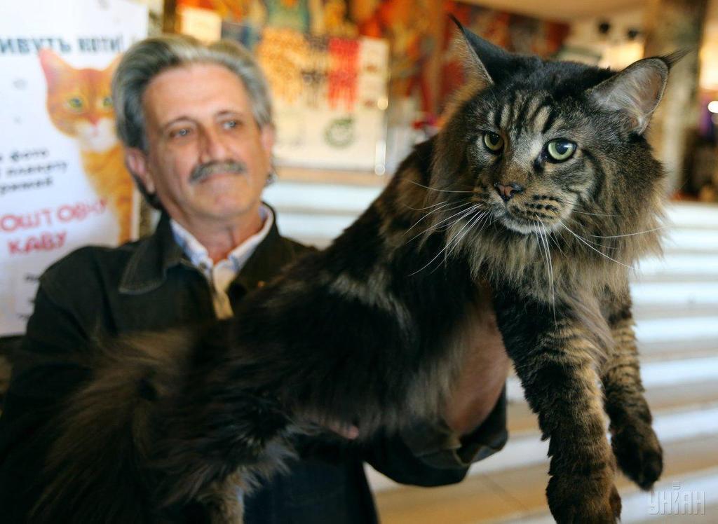 Гигантский кот покорил посетителей выставки во Львове
