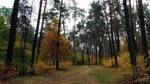 Куда пойти погулять осенью? Самые красивые парки Киева