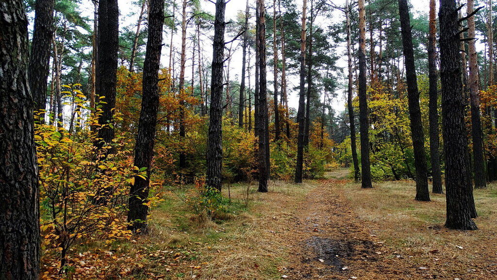 Куди піти погуляти восени? Найкрасивіші парки Києва