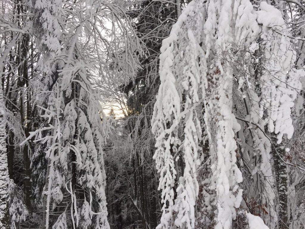 Часть Украины замело снегом: новые фото и видео непогоды