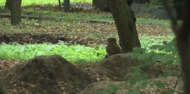 Из зоопарка Винницы сбежала обезьяна: видео