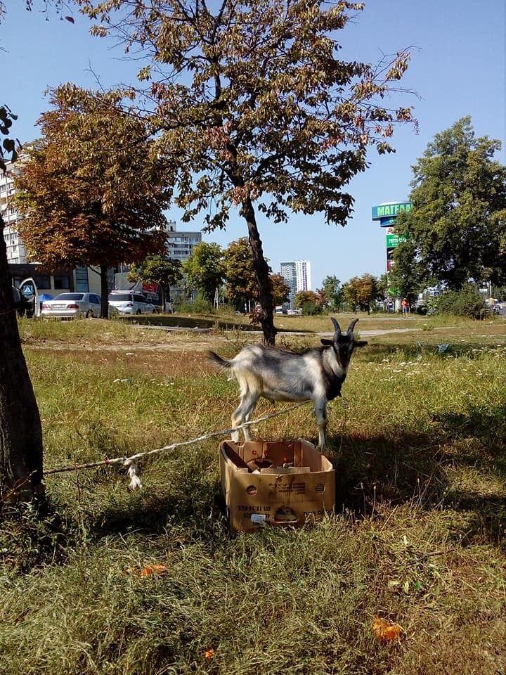''А где хозяин?'' В Киеве заметили необычное животное