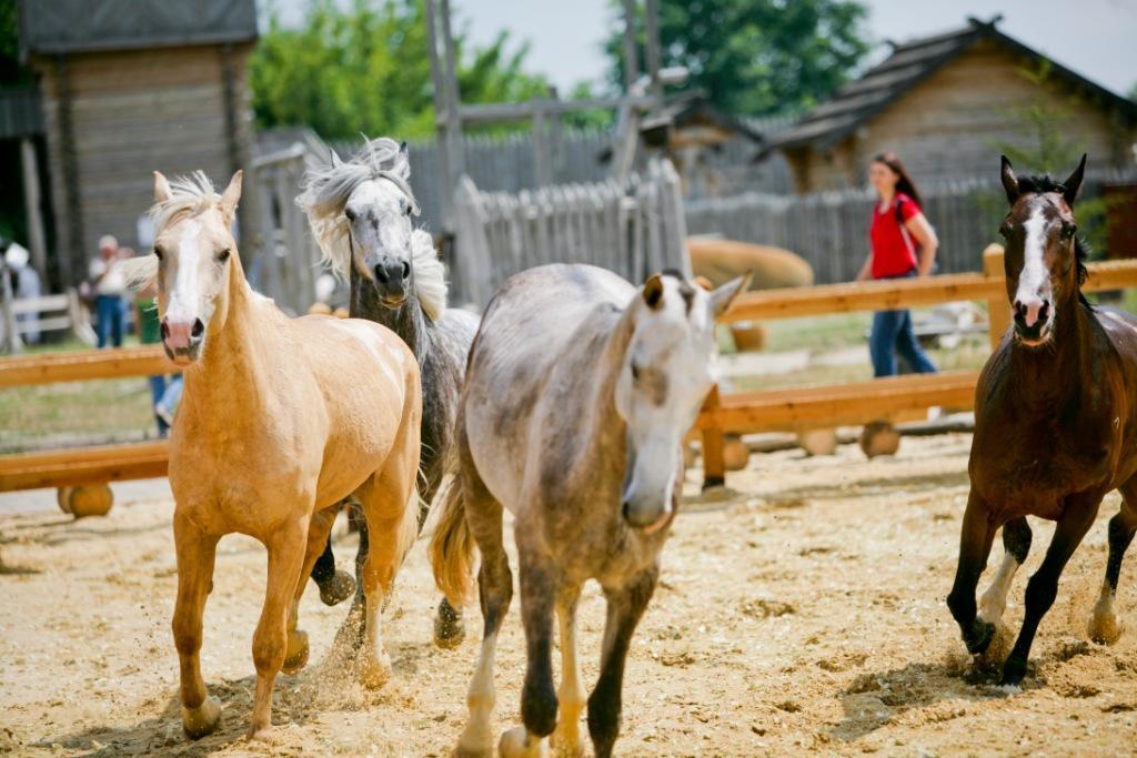 Под Киевом пройдет шоу-выставка "Мир лошадей"