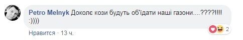 ''А где хозяин?'' В Киеве заметили необычное животное