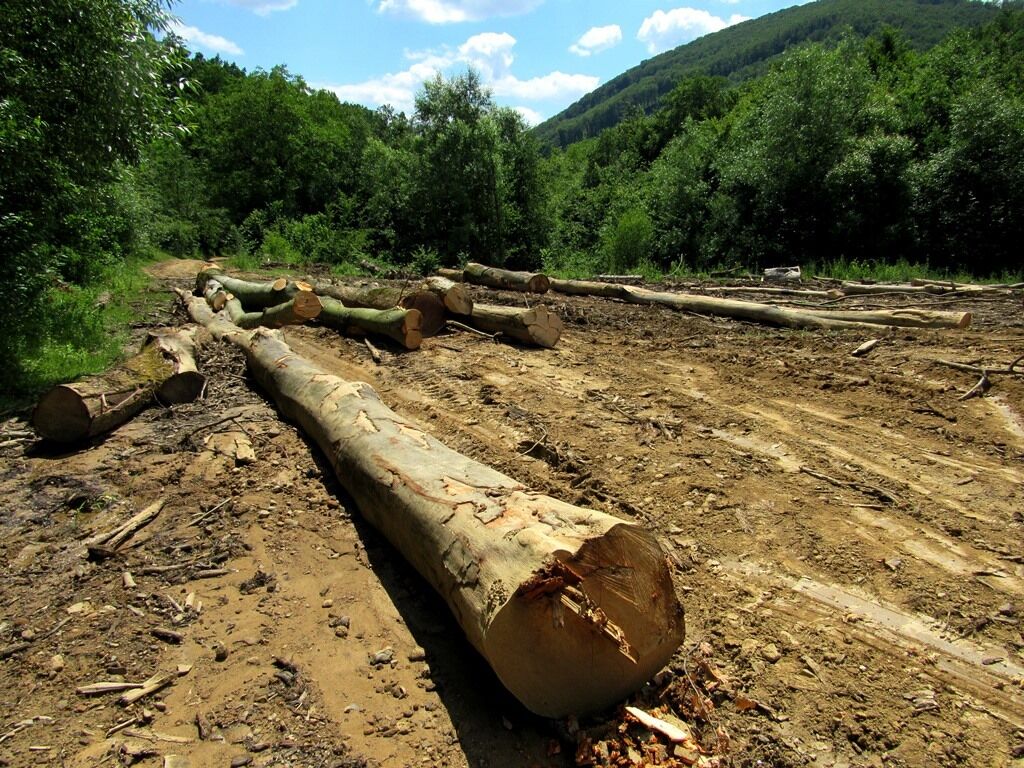 Революційне рішення: в Україні за вивезення лісу саджатимуть до в'язниць