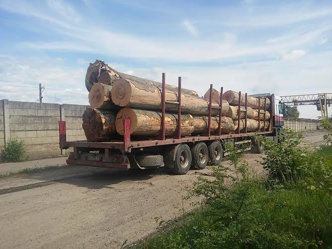 Революційне рішення: в Україні за вивезення лісу саджатимуть до в'язниць