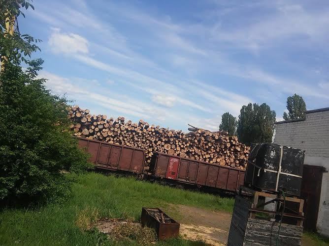 Революционное решение: в Украине за вывоз леса будут сажать в тюрьмы 