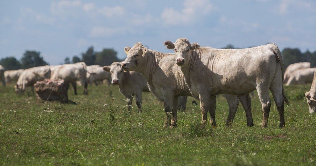 В "Укрлендфарминг" рассказали, почему упал экспорт говядины из Украины